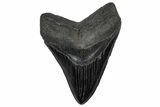 Fossil Megalodon Tooth - South Carolina #360786-1